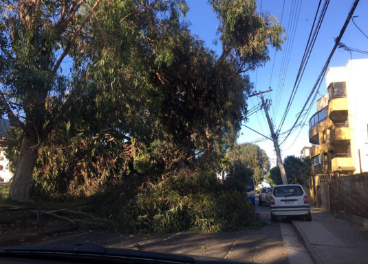 Viña del Mar: Caída de árbol tuvo a 6000 personas sin electricidad