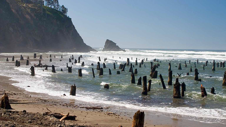 La playa de árboles 'fantasma' que deja perplejos a los turistas en EE.UU.