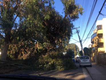 Viña del Mar: Caída de árbol tuvo a 6000 personas sin electricidad