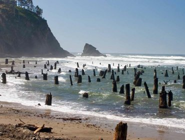 La playa de árboles 'fantasma' que deja perplejos a los turistas en EE.UU.