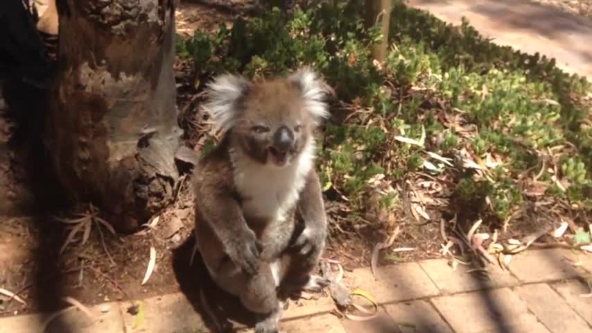 Un koala llora desconsolado al ser expulsado de su árbol con violencia