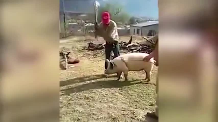 Chancho se salva de ser sacrificado