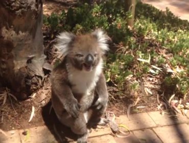 Un koala llora desconsolado al ser expulsado de su árbol con violencia