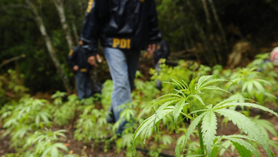 PDI Isla de Pascua detuvo a hombre por cultivo y cosecha de cannabis