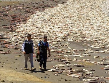 ¿El Niño, fuiste tú?: Miles de calamares mueren varados en una costa de Chile