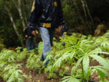 PDI Isla de Pascua detuvo a hombre por cultivo y cosecha de cannabis