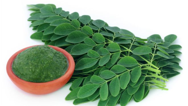 ¿Qué es y para qué sirve la moringa que se recetan los políticos en Venezuela?