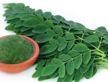 ¿Qué es y para qué sirve la moringa que se recetan los políticos en Venezuela?