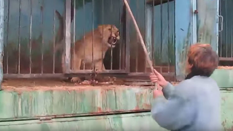 "El zoológico más triste del mundo": imágenes de animales desamparados conmocionan la Red