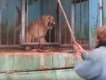 "El zoológico más triste del mundo": imágenes de animales desamparados conmocionan la Red