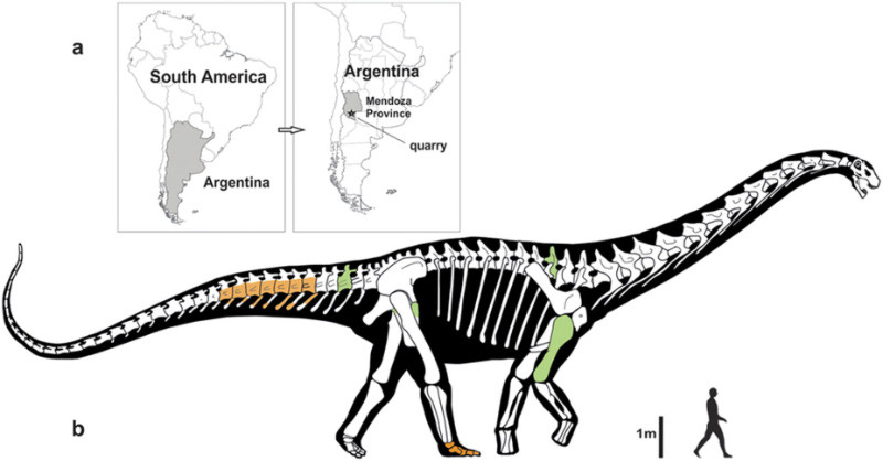 Encuentran en Argentina el dinosaurio terrestre más grande del mundo