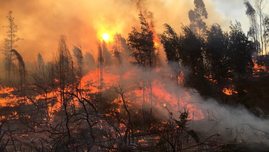 CONAF y Bomberos combaten cuatro incendios forestales en Quilpué