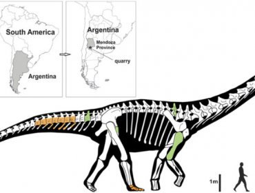 Encuentran en Argentina el dinosaurio terrestre más grande del mundo