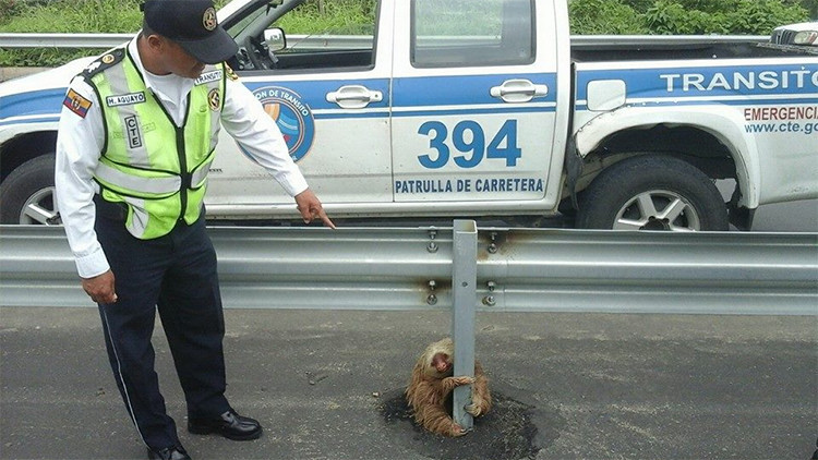 Un perezoso atascado en una carretera de Ecuador cautiva a la Red