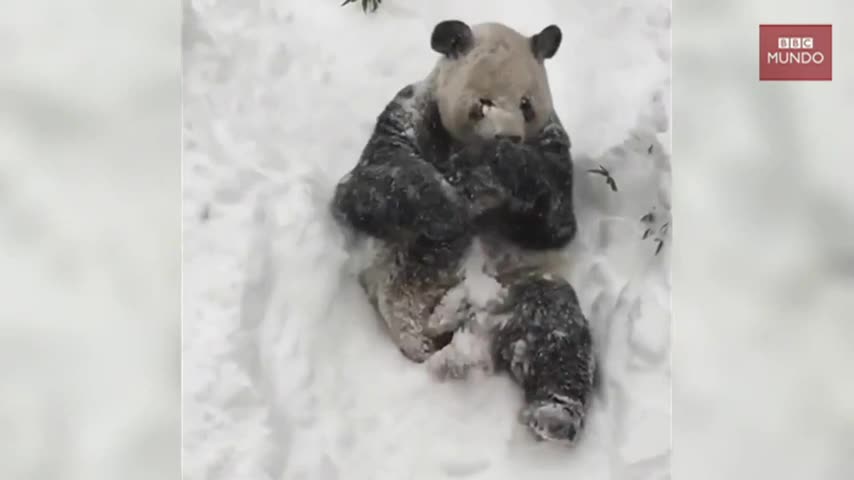 El panda Tian Tian se divierte durante la gran nevada en Washington