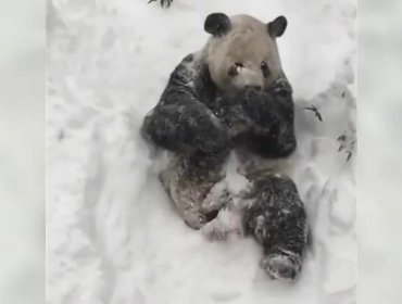 El panda Tian Tian se divierte durante la gran nevada en Washington