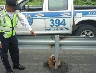 Un perezoso atascado en una carretera de Ecuador cautiva a la Red