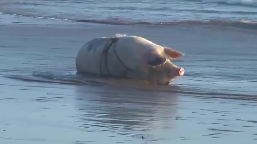 Petunia, la chanchita que se toma las redes sociales en las palayas de Arica