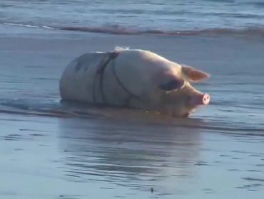 Petunia, la chanchita que se toma las redes sociales en las palayas de Arica