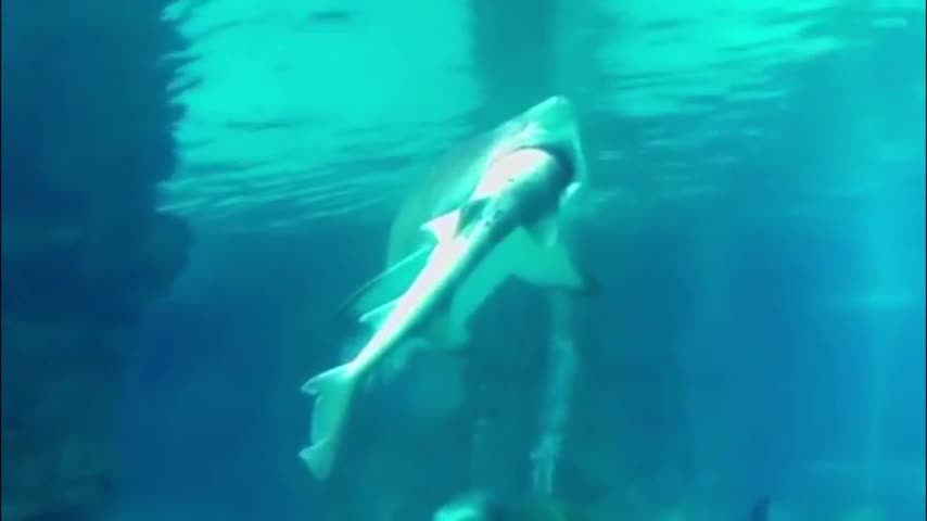 Impactante: tiburón se traga a otro en pleno acuario y deja atónitos a visitantes