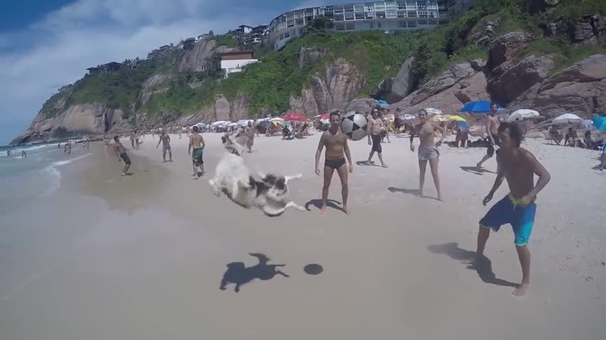 Simpático perro juega a que no caiga la pelota con su dueño y unos amigos