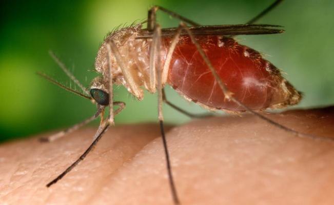 ZIKA: Se confirman tercer caso en Chile, y se mantienen protocolos