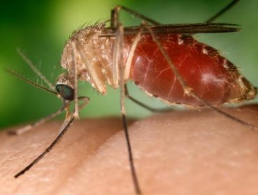 ZIKA: Se confirman tercer caso en Chile, y se mantienen protocolos