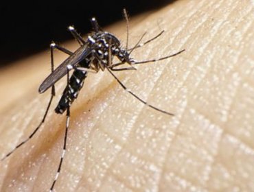 Confirman primer caso de virus Zika en Chile continental