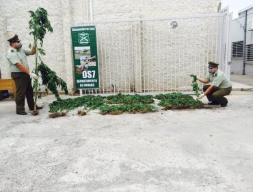 Operativo de OS7 de carabineros Aconcagua logra detectar un cultivo ilegal de cannabis sativa en la provincia de Petorca