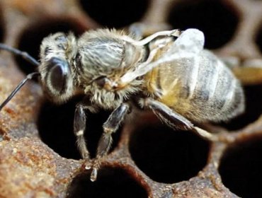 ¿En peligro de extinción?: Revelan la causa de la mortalidad masiva de abejas en el mundo