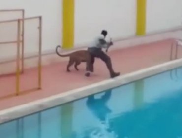 Leopardo genera pánico al ingresar a una escuela en la India