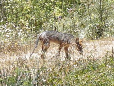 CONAF pide no ingresar con animales a parques y reservas nacionales