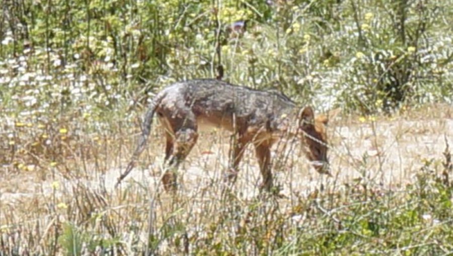 CONAF pide no ingresar con animales a parques y reservas nacionales