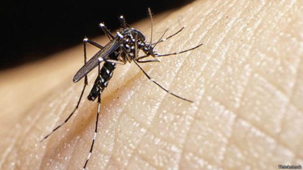 ZIKA: Seremi de Salud informa de dos casos sospechosos en la V región