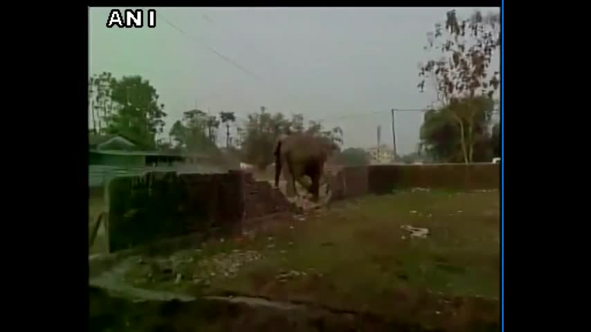 Video: Un elefante destruye más de un centenar de casas en la India