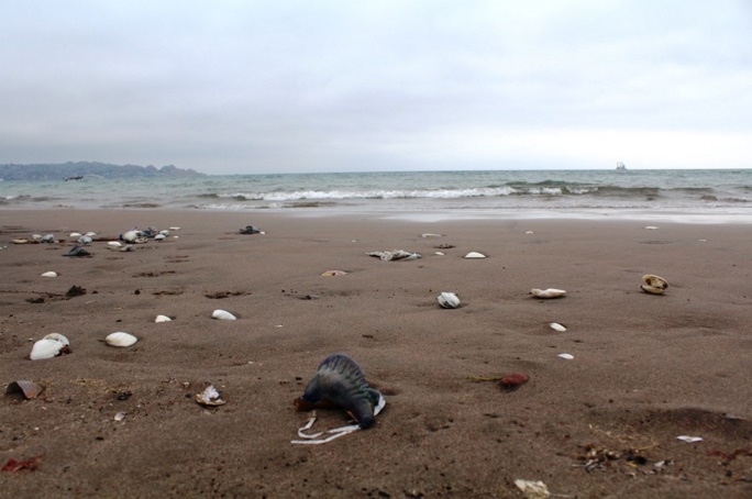 Estas son las playas que están cerradas en la Región de Valparaíso