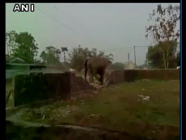 Video: Un elefante destruye más de un centenar de casas en la India