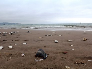 Estas son las playas que están cerradas en la Región de Valparaíso