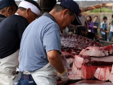 La inesperada razón por la que Japón sigue cazando ballenas