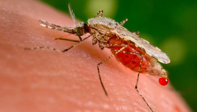 El Dengue se toma Isla de Pascua: Se confirmó 4 casos del virus