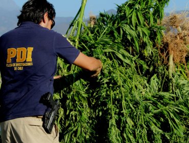 PDI desbarata campamento con más de 3 mil plantas de marihuana