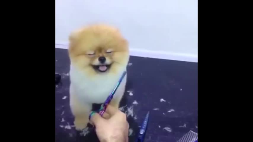 La encantadora reacción de un perrito mientras le cortan el pelo