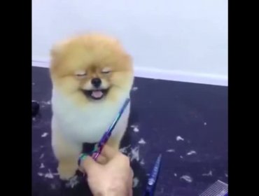 La encantadora reacción de un perrito mientras le cortan el pelo