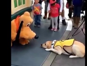 La simpática reacción de un perro que conoció a Pluto en Disney