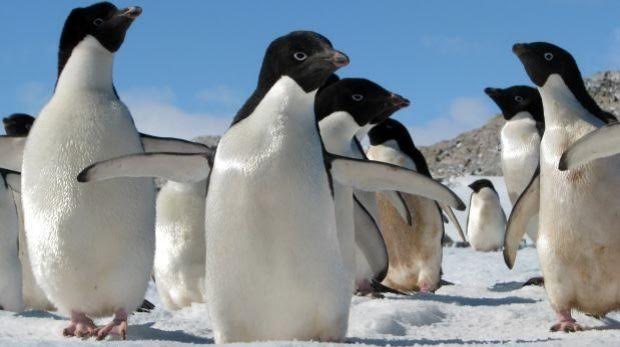 Miles de pingüinos mueren en la Antártida