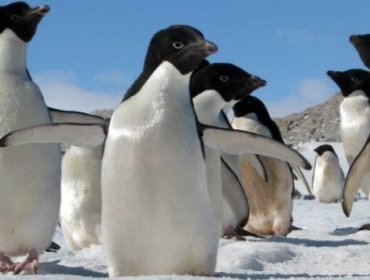 Miles de pingüinos mueren en la Antártida