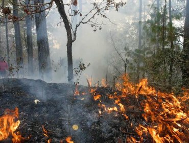 14 incendios forestales permanecen activos en el país