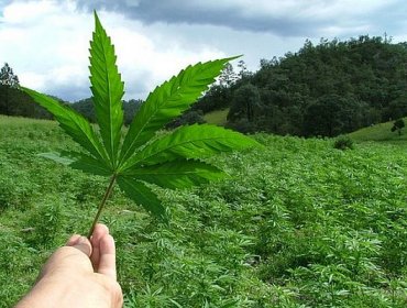 La marihuana se mantiene como la droga más consumida en las empresas chilenas