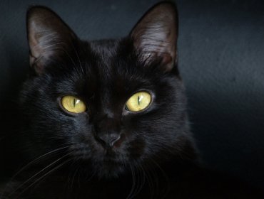 ¿Por qué los gatos negros se relacionan con la mala suerte?