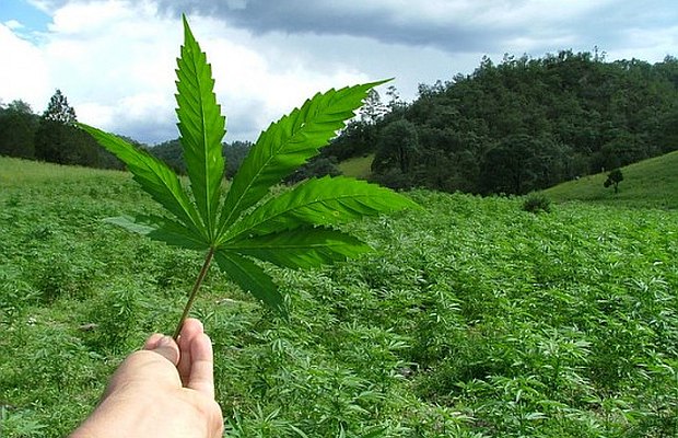 La marihuana se mantiene como la droga más consumida en las empresas chilenas